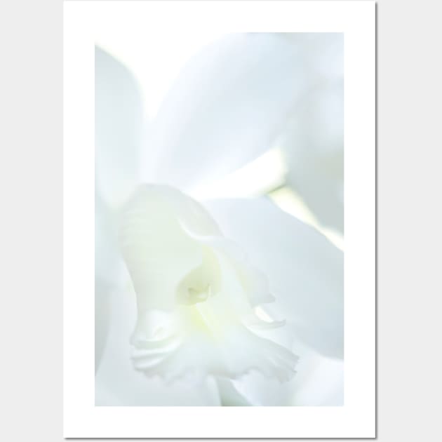 Cattleya Orchid Wall Art by robophoto